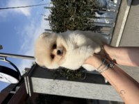 Ayı Surat Pomeranian Boo Yavrularımız