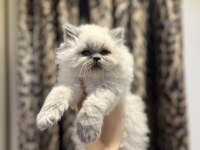 BRITISH LONGHAIR BLUE POİNT YAVRULARIM 