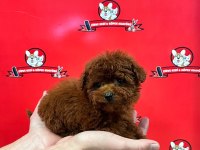 Teacup Dişi Toy Poodle
