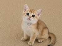 Mükemmel British Shorthair Golden Blue ve Bicolor Yavrular
