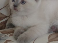 Safkan blue point british bebeklerim