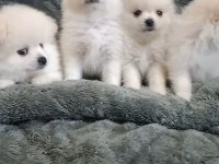 Pomeranian bebeklerim