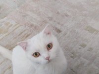 Beyaz british kızıma yuva