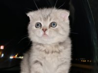 Rezerve Açık Scottish Fold