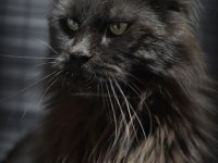 Lo Şecereli Maine Coon Kediler