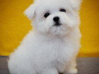 Petmode köpek çiftliğinden tea cup kore kan maltese