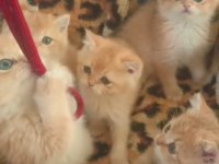 GOLDEN BY12 BRİTİSH BEBEKLER