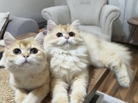 İki erkek kardeş kedimiz yeni yuvalarını arıyor