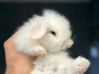 HOLLANDA LOP TAVŞANLARI