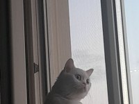 British Shorthair 1,5 Yaşında Dişi