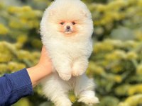 Ayı surat pomeranian
