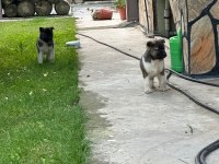 A kalite ayı gibi akita yavrular