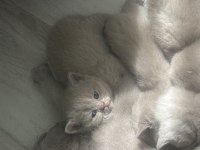 A Kalite Saf Kan British Shorthair Bebekler
