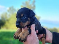 A kalite king doberman bebekler