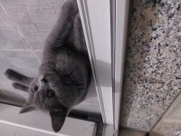British shorthair 4 aylık