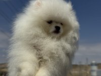 Petmode Köpek Çiftliğinden Sçr Li Pomeranian