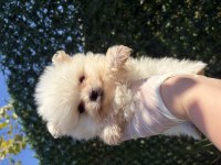 Pomeranian beyaz dişi yavru