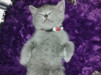 Sahibinden tüm eğitimleri var british shorthair yavru