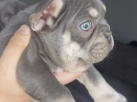 Muhteşem Kaliteli Mavi Gözlü French Bulldog Yavrular