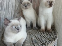 Sakin ve uysal british shorthair yavrular