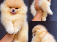 Pomeranian Boo Köpeğimiz