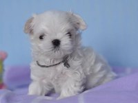 Korean morkie puppies (cheap) 1.5 kg