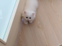 ÇOK TATLI SAKIZ YAVRULARIMIZ PERSİAN