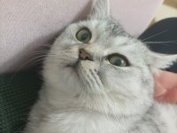 Satılık 10 aylık erkek gri/beyaz british shorthair