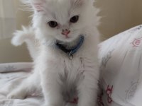 2 aylık British Longhair gayet sağlıklı sorunsuz