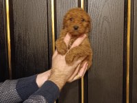 KIVIR KIVIR TOY POODLE