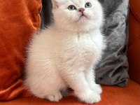 British shorthair point dişi