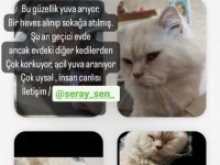 Yetişkin eğitimli kısır british longhair
