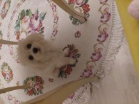 2 yaş safkan maltese terrier sağlıklı