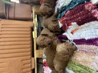 Toy poodle kore kan
