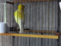Çok iyi ötümlü lipogram ırk orjinal kanarya