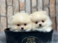 Pomeranian boo yavrulara yuva