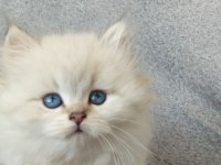 Boncuk gözlü bebek kediler
