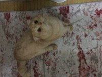 Çok cana yakın sevgi delisi scottish fold