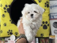 Ankarada yasal çiftlikten kore kan maltese