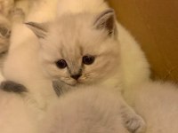 Scottish Fold Blue Point Ayı Surat Yavru