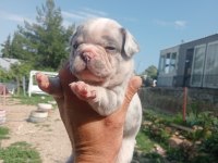 Full aşılı sağlık garantili french bulldog yavrular