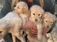 Muhteşem kaliteli golden retriever yavrularımız