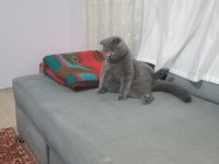British shorthair 7 aylık