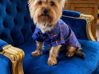 10 aylık erkek küçük boy büyümeyen köpeğimiz