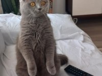 Kedimize Sevgi Dolu Bir Yuva Arıyoruz