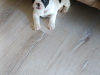 1 aylık french bulldog köpeğimiz sahiplendirilecektir