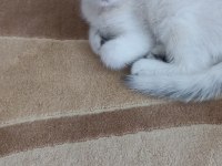 Scottish fold oğlumuza yuva arıyoruz