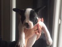 French Bolldog yavruları