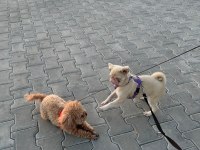7 Aylık PİNK AND TAN Dişi Pug Mops İZMİR
