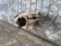 3 yaşında pug uysal eğitimli aşıları tam
